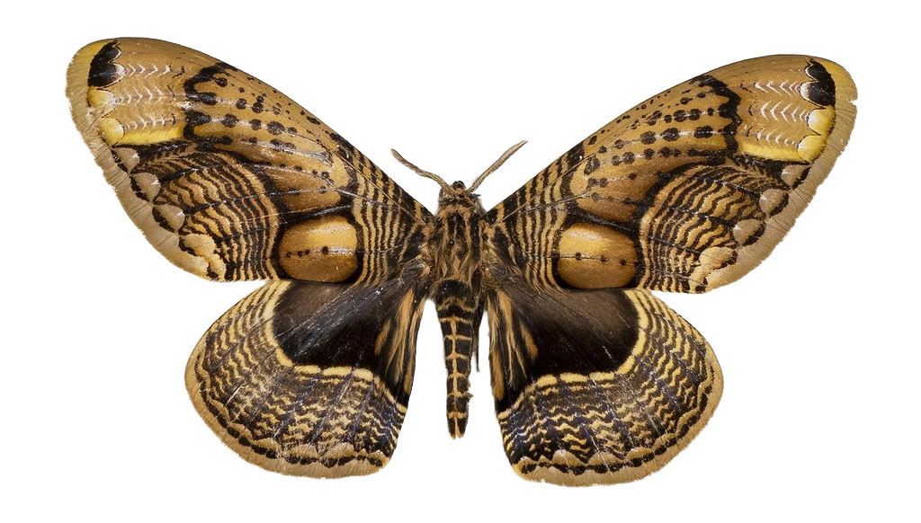 Brahmaea wallichii — HETEROCERA/Brahmaea.jpg