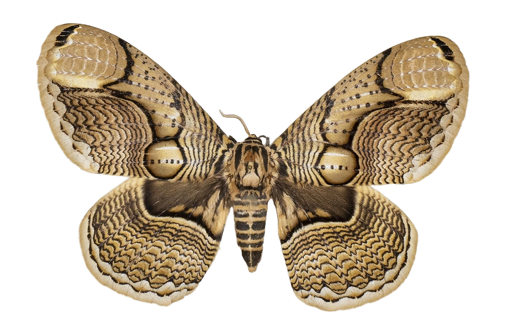 Brahmaea wallichii — HETEROCERA/Brahmaea.jpg