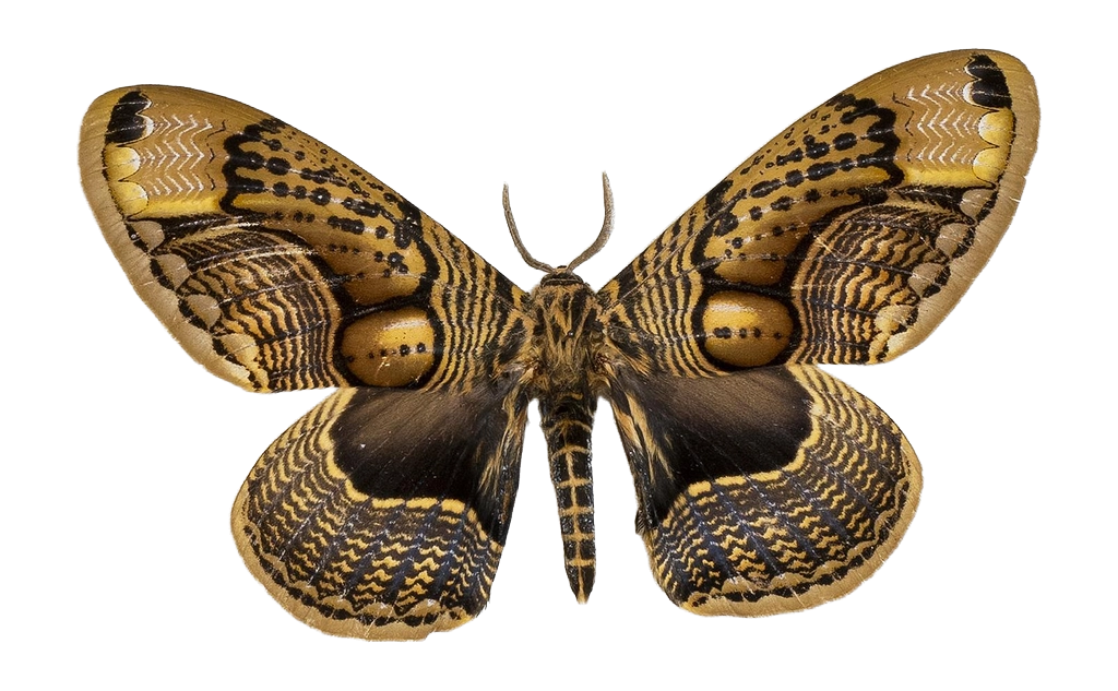 Brahmaea wallichii — HETEROCERA/Brahmaea.jpg