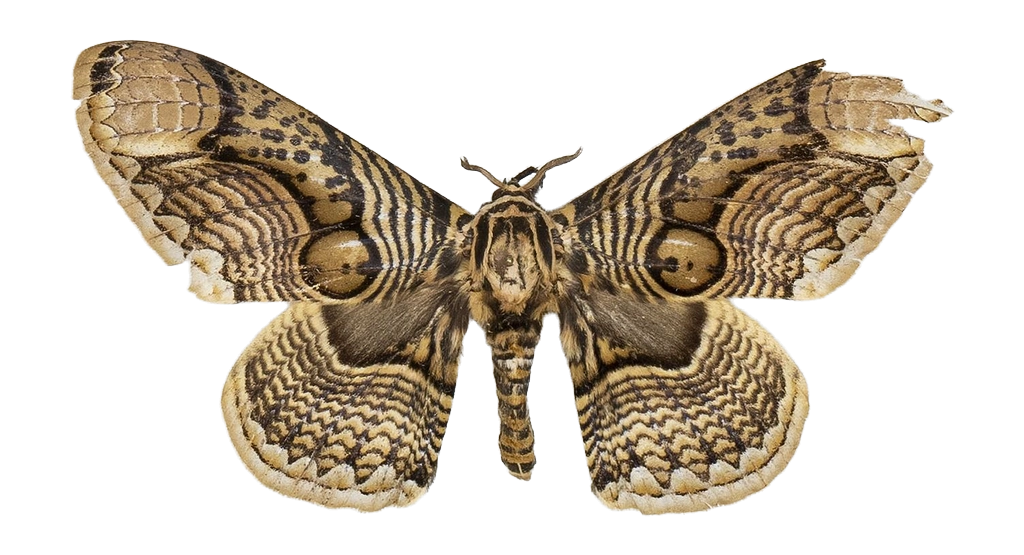 Brahmaea wallichii — HETEROCERA/Brahmaea.jpg