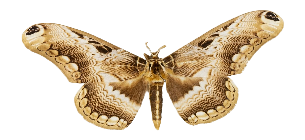 Dactyloceras (Dactyloceras) lucina — HETEROCERA/Brahmaea.jpg