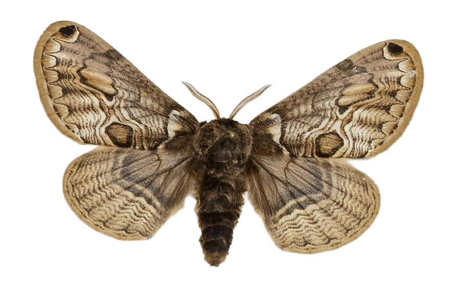 Brahmaea europaea — HETEROCERA/Brahmaea.jpg