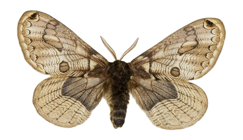 Brahmaea europaea — HETEROCERA/Brahmaea.jpg