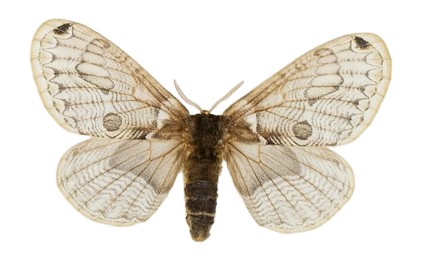 Brahmaea europaea — HETEROCERA/Brahmaea.jpg