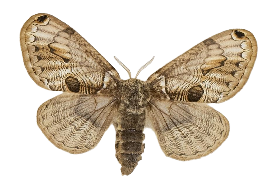 Brahmaea europaea — HETEROCERA/Brahmaea.jpg