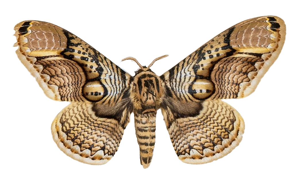 Brahmaea hearseyi — HETEROCERA/Brahmaea.jpg