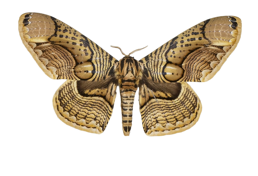 Brahmaea hearseyi — HETEROCERA/Brahmaea.jpg