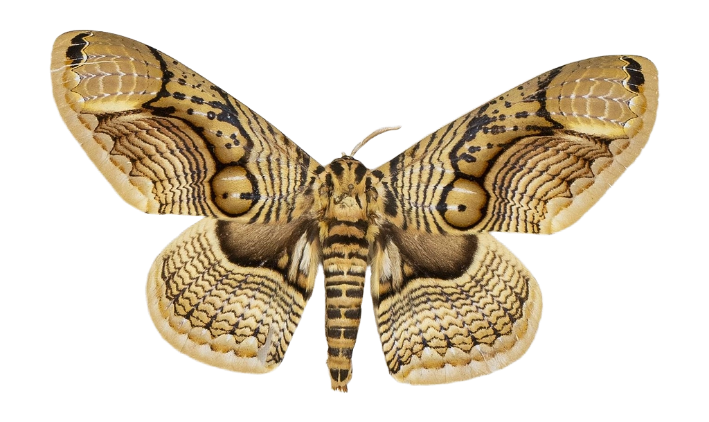 Brahmaea hearseyi — HETEROCERA/Brahmaea.jpg