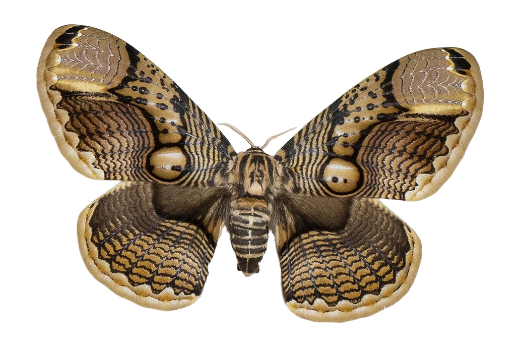 Brahmaea hearseyi — HETEROCERA/Brahmaea.jpg
