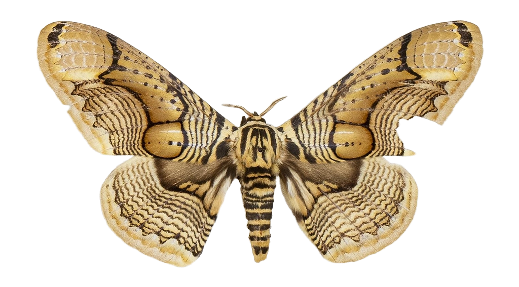 Brahmaea hearseyi — HETEROCERA/Brahmaea.jpg