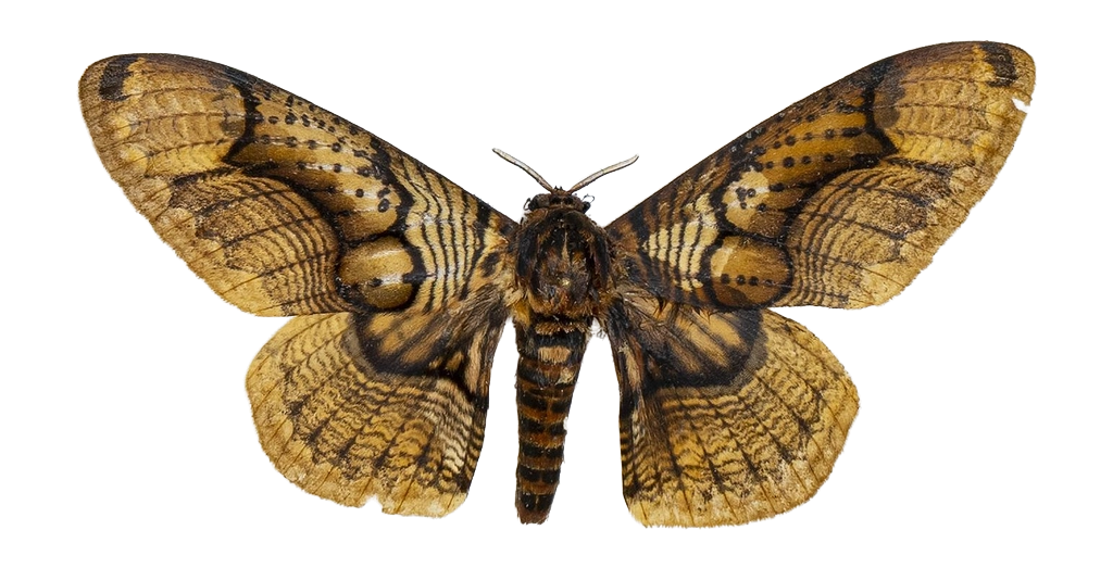 Brahmaea hearseyi — HETEROCERA/Brahmaea.jpg