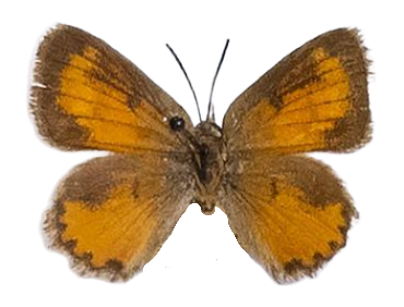Aloeides pierus aranda — LYCAENIDAE/7 MINA AFRIKANSKA LYCAENIDER/Aphnaeini_DTR1188.jpg