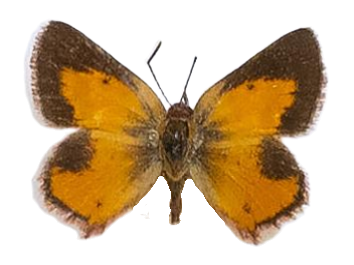 Aloeides pierus aranda — LYCAENIDAE/7 MINA AFRIKANSKA LYCAENIDER/Aphnaeini_DTR1188.jpg