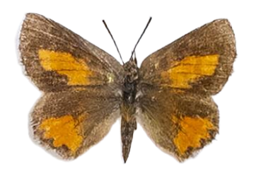 Aloeides almeida — LYCAENIDAE/7 MINA AFRIKANSKA LYCAENIDER/Aphnaeini_DTR1188.jpg