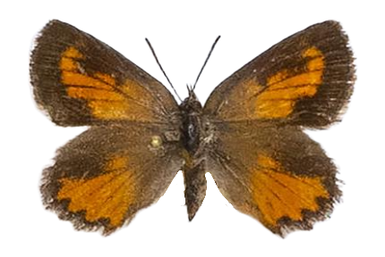 Aloeides almeida — LYCAENIDAE/7 MINA AFRIKANSKA LYCAENIDER/Aphnaeini_DTR1188.jpg