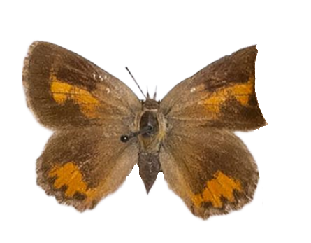 Aloeides macmasteri — LYCAENIDAE/7 MINA AFRIKANSKA LYCAENIDER/Aphnaeini_DTR1188.jpg