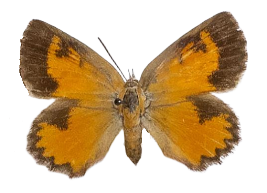 Aloeides macmasteri — LYCAENIDAE/7 MINA AFRIKANSKA LYCAENIDER/Aphnaeini_DTR1188.jpg