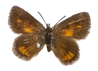 Aloeides susanae — LYCAENIDAE/7 MINA AFRIKANSKA LYCAENIDER/Aphnaeini_DTR1188.jpg