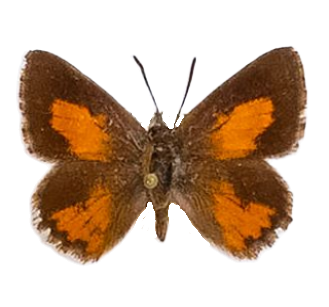Aloeides lenningi — LYCAENIDAE/7 MINA AFRIKANSKA LYCAENIDER/Aphnaeini_DTR1188.jpg