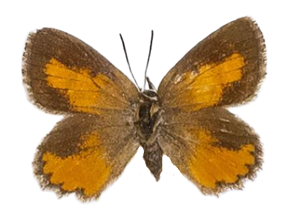 Aloeides lenningi — LYCAENIDAE/7 MINA AFRIKANSKA LYCAENIDER/Aphnaeini_DTR1188.jpg