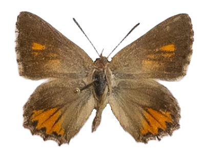 Aloeides pierus — LYCAENIDAE/7 MINA AFRIKANSKA LYCAENIDER/Aphnaeini_DTR1188.jpg