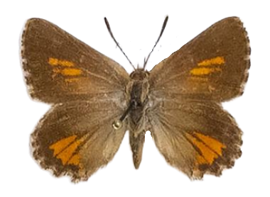Aloeides pierus — LYCAENIDAE/7 MINA AFRIKANSKA LYCAENIDER/Aphnaeini_DTR1188.jpg
