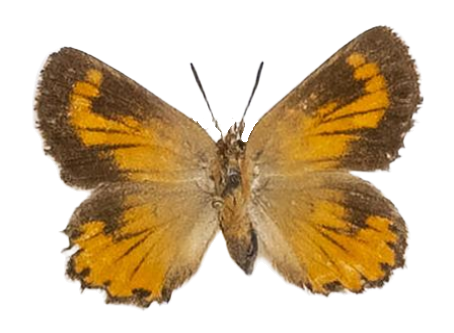 Aloeides pierus — LYCAENIDAE/7 MINA AFRIKANSKA LYCAENIDER/Aphnaeini_DTR1188.jpg