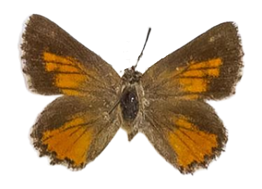 Aloeides maluti — LYCAENIDAE/7 MINA AFRIKANSKA LYCAENIDER/Aphnaeini_DTR1188.jpg