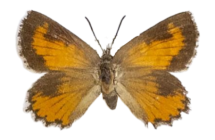 Aloeides maluti — LYCAENIDAE/7 MINA AFRIKANSKA LYCAENIDER/Aphnaeini_DTR1188.jpg