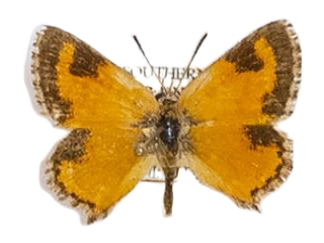 Aloeides molomo krooni — LYCAENIDAE/7 MINA AFRIKANSKA LYCAENIDER/Aphnaeini_DTR1188.jpg