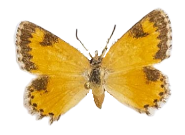 Aloeides molomo krooni — LYCAENIDAE/7 MINA AFRIKANSKA LYCAENIDER/Aphnaeini_DTR1188.jpg