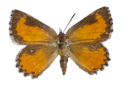 Aloeides swanepoeli — LYCAENIDAE/7 MINA AFRIKANSKA LYCAENIDER/Aphnaeini_DTR1188.jpg