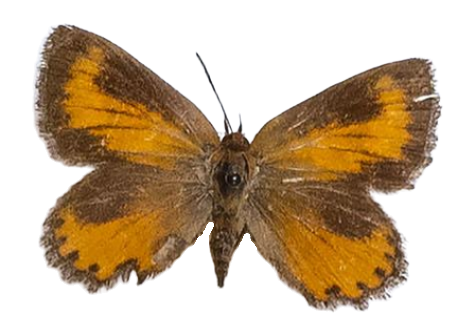Aloeides swanepoeli — LYCAENIDAE/7 MINA AFRIKANSKA LYCAENIDER/Aphnaeini_DTR1188.jpg