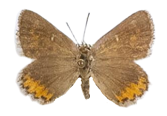 Aloeides trimeni trimeni — LYCAENIDAE/7 MINA AFRIKANSKA LYCAENIDER/Aphnaeini_DTR1188.jpg