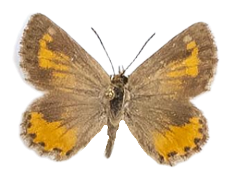 Aloeides trimeni trimeni — LYCAENIDAE/7 MINA AFRIKANSKA LYCAENIDER/Aphnaeini_DTR1188.jpg