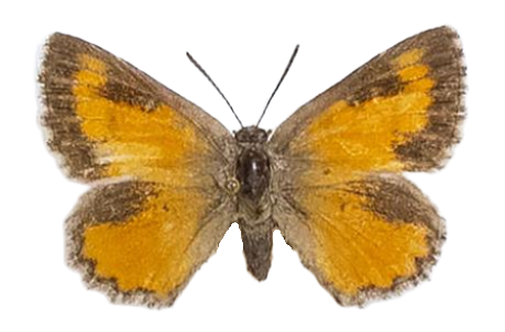 Aloeides damarensis damarensis — LYCAENIDAE/7 MINA AFRIKANSKA LYCAENIDER/Aphnaeini_DTR1188.jpg