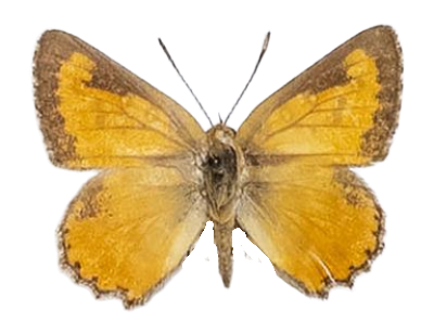 Aloeides damarensis damarensis — LYCAENIDAE/7 MINA AFRIKANSKA LYCAENIDER/Aphnaeini_DTR1188.jpg