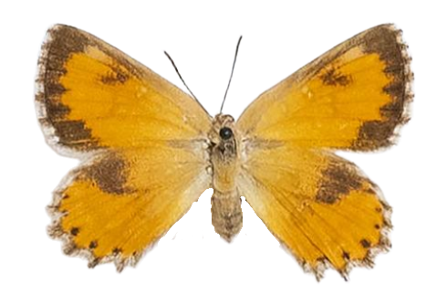 Aloeides damarensis damarensis — LYCAENIDAE/7 MINA AFRIKANSKA LYCAENIDER/Aphnaeini_DTR1188.jpg