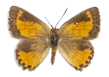 Aloeides damarensis mashona — LYCAENIDAE/7 MINA AFRIKANSKA LYCAENIDER/Aphnaeini_DTR1188.jpg