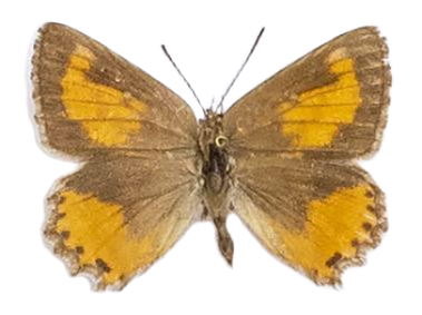 Aloeides damarensis mashona — LYCAENIDAE/7 MINA AFRIKANSKA LYCAENIDER/Aphnaeini_DTR1188.jpg