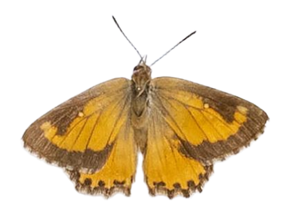 Aloeides damarensis mashona — LYCAENIDAE/7 MINA AFRIKANSKA LYCAENIDER/Aphnaeini_DTR1188.jpg