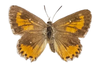 Aloeides damarensis mashona — LYCAENIDAE/7 MINA AFRIKANSKA LYCAENIDER/Aphnaeini_DTR1188.jpg