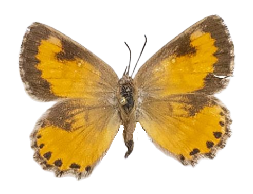 Aloeides damarensis mashona — LYCAENIDAE/7 MINA AFRIKANSKA LYCAENIDER/Aphnaeini_DTR1188.jpg