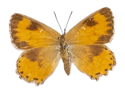 Aloeides damarensis mashona — LYCAENIDAE/7 MINA AFRIKANSKA LYCAENIDER/Aphnaeini_DTR1188.jpg
