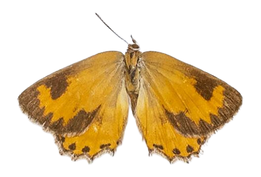 Aloeides damarensis mashona — LYCAENIDAE/7 MINA AFRIKANSKA LYCAENIDER/Aphnaeini_DTR1188.jpg