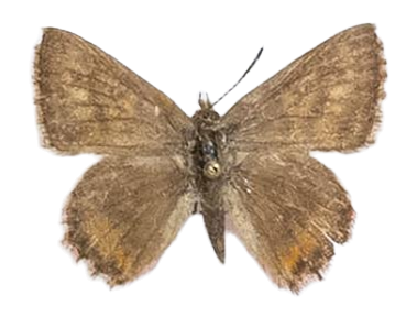Aloeides conradsi jacksoni — LYCAENIDAE/7 MINA AFRIKANSKA LYCAENIDER/Aphnaeini_DTR1188.jpg