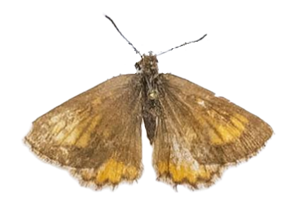 Aloeides conradsi jacksoni — LYCAENIDAE/7 MINA AFRIKANSKA LYCAENIDER/Aphnaeini_DTR1188.jpg