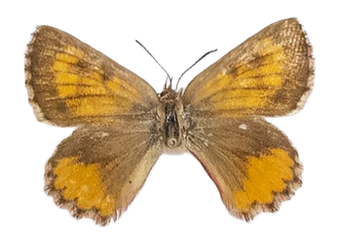 Aloeides conradsi jacksoni — LYCAENIDAE/7 MINA AFRIKANSKA LYCAENIDER/Aphnaeini_DTR1188.jpg
