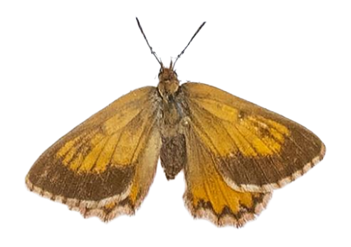 Aloeides conradsi jacksoni — LYCAENIDAE/7 MINA AFRIKANSKA LYCAENIDER/Aphnaeini_DTR1188.jpg