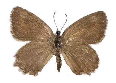 Zeritis orthrus — LYCAENIDAE/7 MINA AFRIKANSKA LYCAENIDER/Aphnaeini_DTR1188.jpg